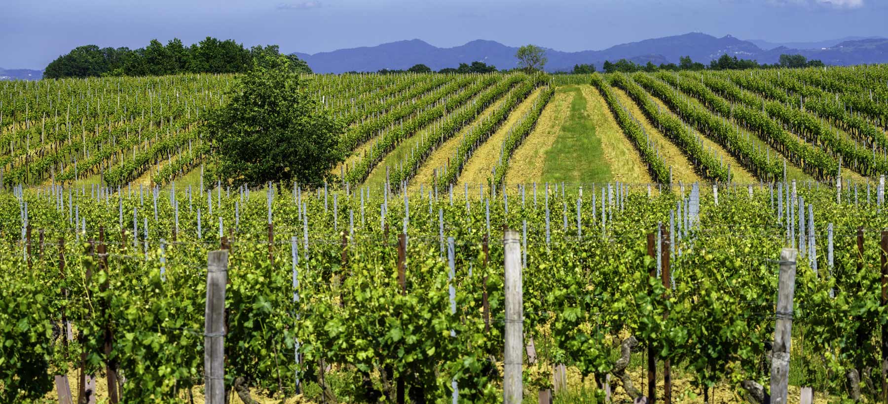 agriculteur viticulteur cabinet comptable isle sur la sorgue